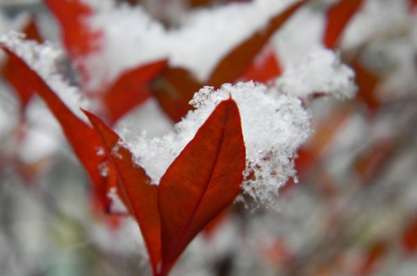 雪